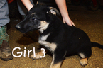 Small Photo #5 German Shepherd Dog Puppy For Sale in RISING SUN, IN, USA