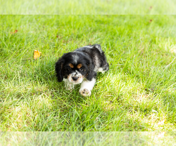Medium Photo #3 Cocker Spaniel Puppy For Sale in NAPPANEE, IN, USA