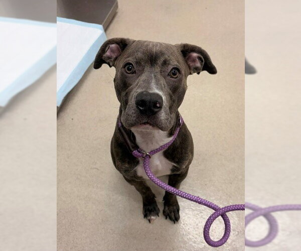 Medium Photo #1 Staffordshire Bull Terrier-Unknown Mix Puppy For Sale in Baytown, TX, USA