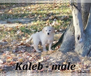English Cream Golden Retriever Puppy for sale in OWENTON, KY, USA
