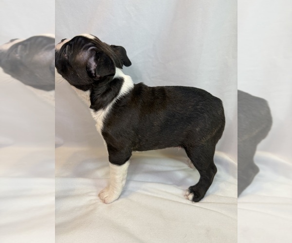 Medium Photo #4 Boston Terrier Puppy For Sale in MORENO VALLEY, CA, USA