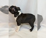 Small #3 Boston Terrier