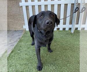 Labrador Retriever Dogs for adoption in Modesto, CA, USA