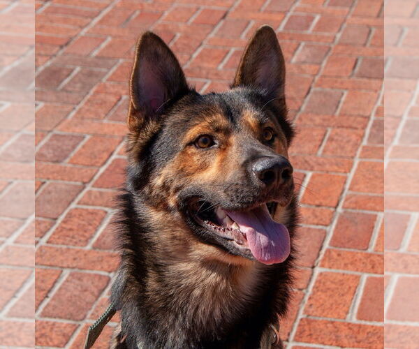 Medium Photo #5 German Shepherd Dog-Unknown Mix Puppy For Sale in San Jose, CA, USA