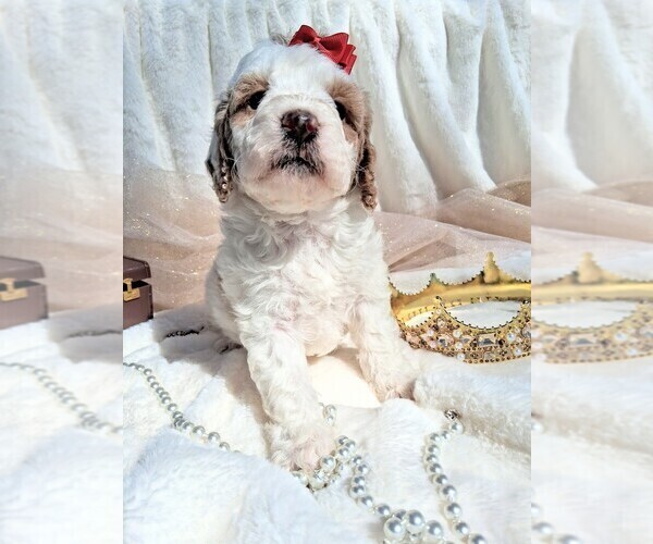 Medium Photo #32 Goldendoodle (Miniature) Puppy For Sale in GASTONIA, NC, USA