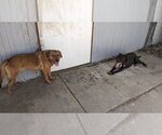 Small #4 American Pit Bull Terrier-Labrador Retriever Mix
