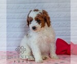 Small #4 Goldendoodle (Miniature)