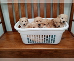 Small Photo #2 Poodle (Toy) Puppy For Sale in NORTH LIBERTY, IN, USA