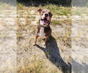 Edward - Male Mutt Dog for Adoption - Photo #11