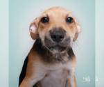 Small #1 Mutt