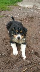 Medium Australian Shepherd