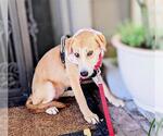 Small #2 German Shepherd Dog Mix