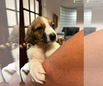Small Photo #2 Anatolian Shepherd-Unknown Mix Puppy For Sale in Holly Springs, NC, USA