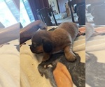 Small #4 Dachshund