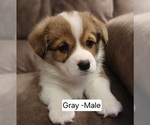 Puppy Gray male Pembroke Welsh Corgi