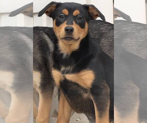 Medium Photo #10 Mutt Puppy For Sale in La Verne, CA, USA