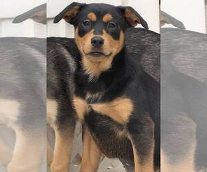 Kora - Female Mutt Dog for Adoption - Photo #10