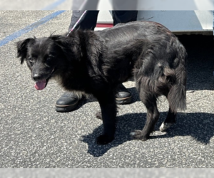 Cleopatra - Female Chow Chow-Unknown Mix Dog for Adoption - Photo #2
