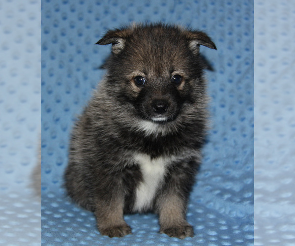 Medium Photo #6 Pomsky Puppy For Sale in DENTON, TX, USA