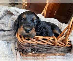 Gordon Setter Puppy for sale in ROCHESTER, MN, USA