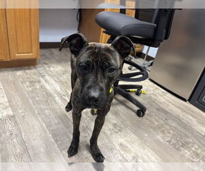 Mutt Dogs for adoption in Ames, IA, USA