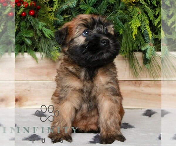 Medium Photo #1 Soft Coated Wheaten Terrier Puppy For Sale in LITITZ, PA, USA