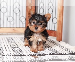 Yorkshire Terrier Puppy for sale in NAPLES, FL, USA