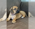 Puppy Ash Rhodesian Ridgeback