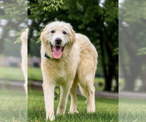 Great Pyrenees Dogs for adoption in Greenville, SC, USA