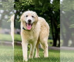 Small Great Pyrenees