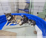 Small #1 Siberian Husky