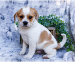 Small Photo #30 Puggle Puppy For Sale in WAKARUSA, IN, USA