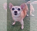 Small Chihuahua