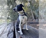 Small #4 Australian Shepherd-Maremma Sheepdog Mix