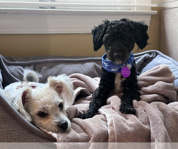 Medium Photo #3 Maltese-Unknown Mix Puppy For Sale in Greenbelt, MD, USA