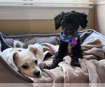 Small #2 Maltese Mix