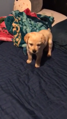 Labrador Retriever Puppy for sale in MONTCLAIR, CA, USA