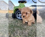Small #1 Poodle (Toy)