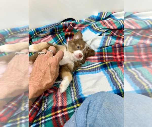 Medium Photo #2 Miniature Australian Shepherd Puppy For Sale in EXETER, MO, USA