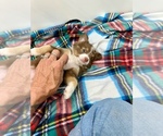 Small #1 Miniature Australian Shepherd