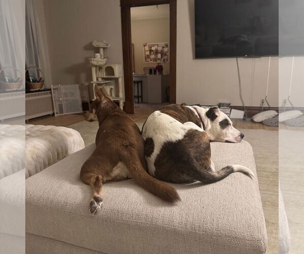 Medium Photo #6 American Pit Bull Terrier Puppy For Sale in Fargo, ND, USA