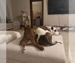 Small #5 American Pit Bull Terrier