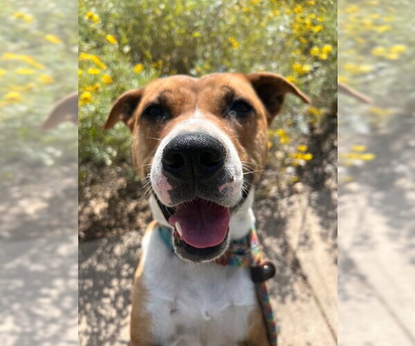 Medium Photo #4 American Staffordshire Terrier-Labrador Retriever Mix Puppy For Sale in phoenix, AZ, USA