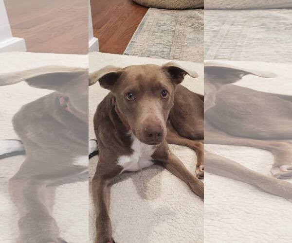 Medium Photo #2 Retriever -Unknown Mix Puppy For Sale in Woodbury, NY, USA