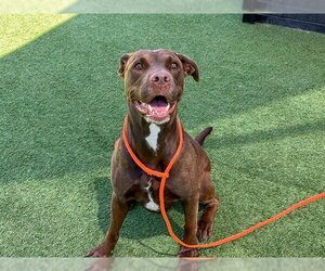 Labrador Retriever-Unknown Mix Dogs for adoption in Orange, CA, USA