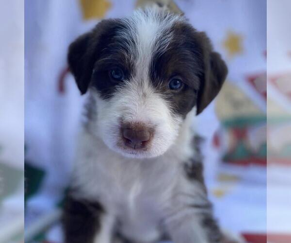 Medium Photo #2 Australian Kelpie-Unknown Mix Puppy For Sale in San Diego, CA, USA