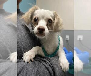 Chihuahua-Unknown Mix Dogs for adoption in Las Vegas, NV, USA