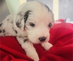 Small #2 Sheepadoodle