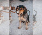 Small #4 Coonhound