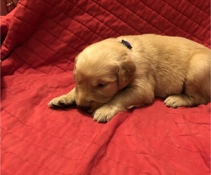Golden Retriever Puppy for sale in MCCOMB, MS, USA
